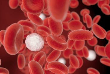 Saúde vascular: como a anemia afeta a circulação e o coração